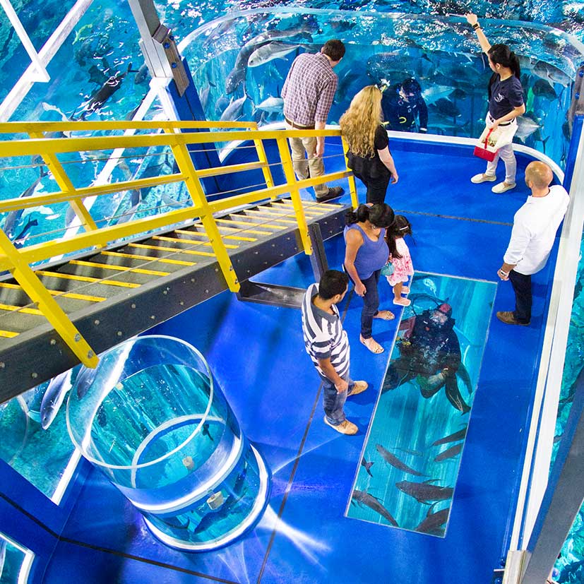 Aquarium Tank Viewing & Feeding Experience, UAE.